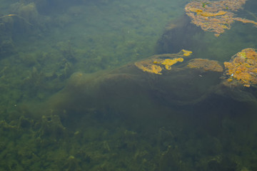 underwater view in rivwer