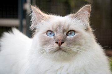 close up portrait of a Birman cat