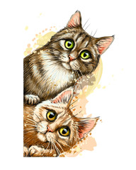 Wall sticker. Graphic, colored hand-drawn sketch with splashes of watercolor depicting two cute cats looking around the corner.