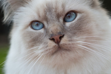 close up portrait of a Birman cat