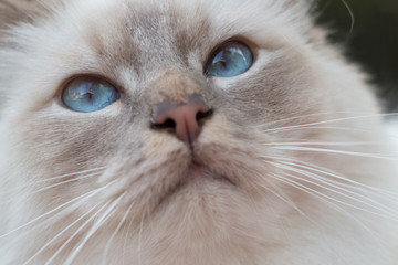 close up portrait of Birman cat eyes