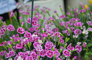 Obraz premium Flowers in a field. Natural flower background. Amazing nature view of flowers blooming in garden under the sun at the middle of summer day. Beautiful floral.