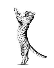 Wall sticker. Graphic, black and white hand-drawn sketch depicting  cat is standing on its hind legs, leaning on the wall and looking up.