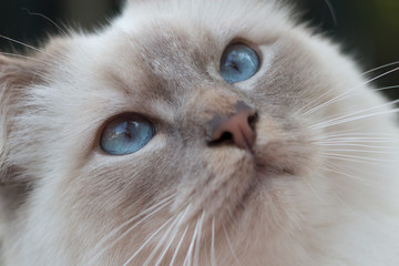 close up of Birman cat eyes