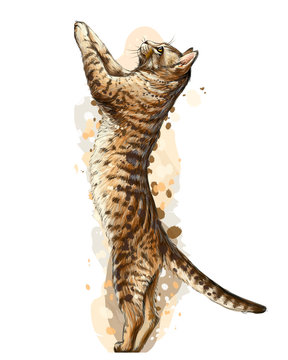 Wall sticker. Graphic, color hand-drawn sketch with splashes of watercolor depicting  cat is standing on its hind legs, leaning on the wall and looking up.