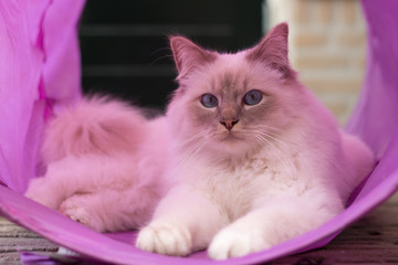 Obraz premium Birman cat sleeping in play tunnel