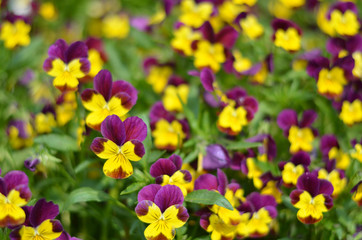 Flowers in a field. Natural flower background. Amazing nature view of flowers blooming in garden under the sun at the middle of summer day. Beautiful floral.