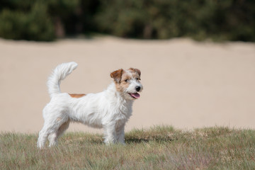 Young Jack Russell Terrier dog standing in dunes