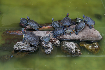 A lot of little land turtles with red spots are sitting on a stone in a green lake.