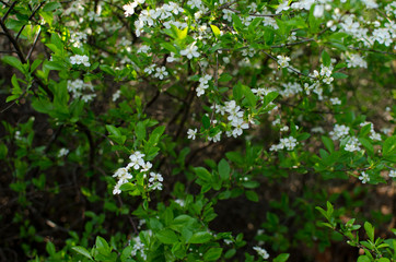 blooming cherry in spring, flowers