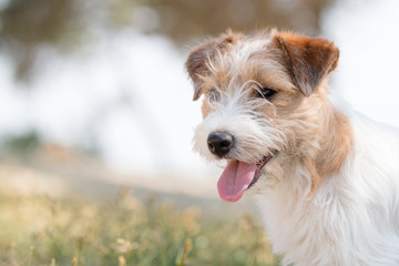Portrait of a wirehaired Jack Russell Terrier puooy