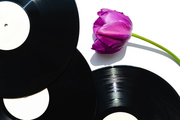 Musical retro background - black vinyl records and purple tulip on white surface.