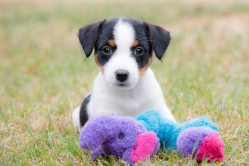 Puppy Jack Russell Terrier portrait