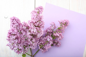 Branch of purple lilac