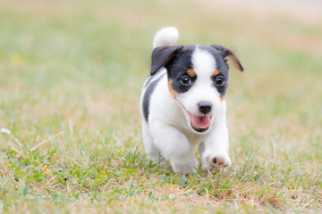 Puppy Jack Russell Terrier portrait