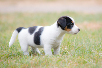 Puppy Jack Russell Terrier portrait