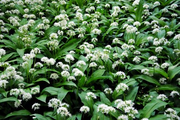 Field with blooming wild or broad-leaved or wood or bear's garlic, ramsons or buckrams or bear leek (Allium ursinum)
