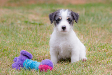 Wirehaired Jack Russell Terrier puppy portrait