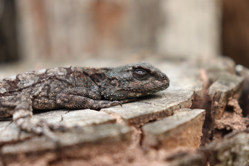 Blue Headed Tree Agama Lizard