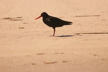 Birds of South Africa - African Black Oystercatcher