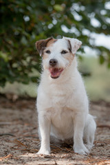 portrait of a wire-haired Jack Russell Terrier