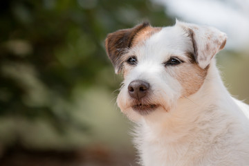 jack russell terrier portrait