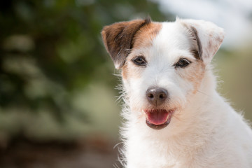 jack russell terrier close up