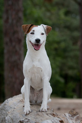 portrait of a white Jack Russell Terrier dog