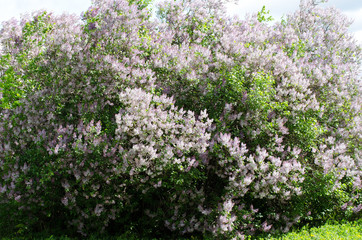 Obraz premium blooming lilac closeup, bright flower