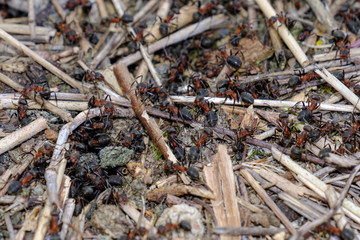 Waldameise (Formica)