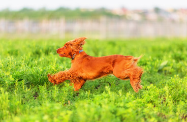 English cocker spaniel