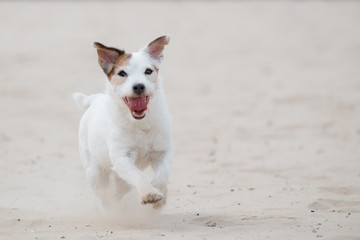 dog on the beach