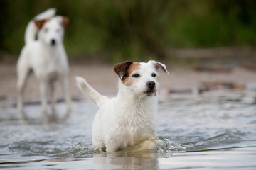 Obraz premium jack russell terrier playing in the water