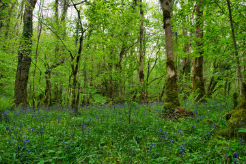 MARBLE ARCH NATIONAL NATURE RESERVE ,CLADAGH GLEN,IRELAND