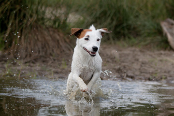 Terrier running in the water