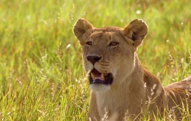 lioness in tge grass