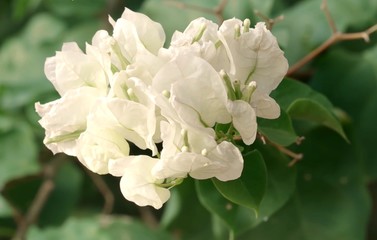 white flowers of apple tree