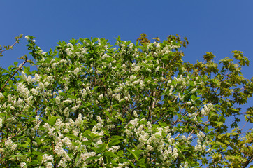 Fototapeta na wymiar blooming bird cherry, outdoor landscape
