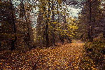 The dirt road in the wild remote forest, Mari El, Russia