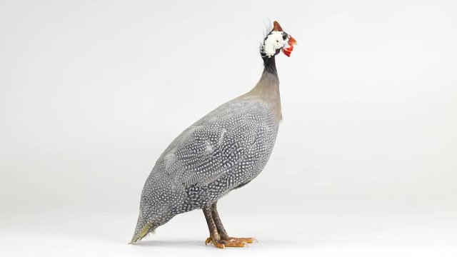 male and female blue guinea fowl isolated on white screen