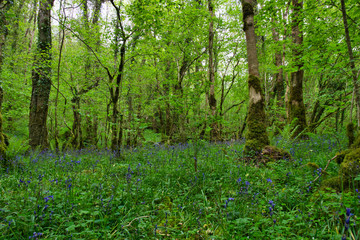Fototapeta premium MARBLE ARCH NATIONAL NATURE RESERVE ,CLADAGH GLEN,IRELAND