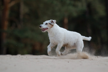Plakat jack russell terrier dog