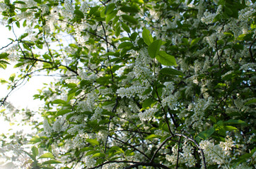blooming bird cherry, outdoor landscape