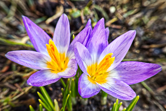 The two tricolour crocuses in sunny weather