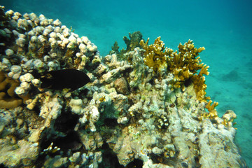 Naklejka na ściany i meble sea under water with corals