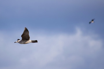 Gaviotas volando, comiendo y descansando durante el día en la costa de Galícia, España.