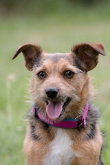 portrait of a Jack Russell Terrier