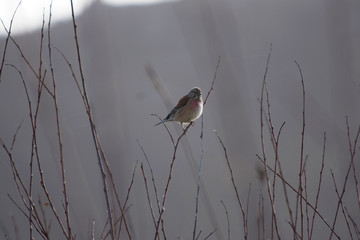 Pájaros variados tales como gorriones, petirrojos, pardillos o carrecines en su hàbitat natural, posados en lo alto de ramas y cañas.