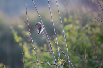 Pájaros variados tales como gorriones, petirrojos, pardillos o carrecines en su hàbitat natural, posados en lo alto de ramas y cañas.