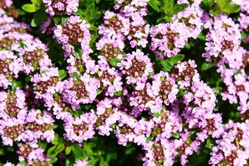Blühender Thymian